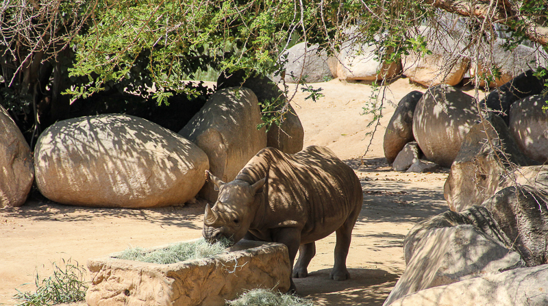Things to do in San Diego area - San Diego Zoo Safari Park