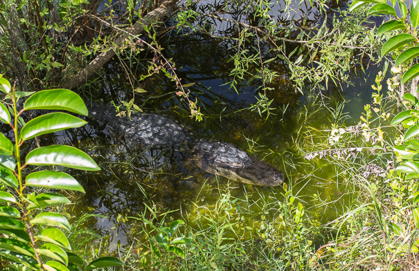 Big Cypress National Preserve alligator