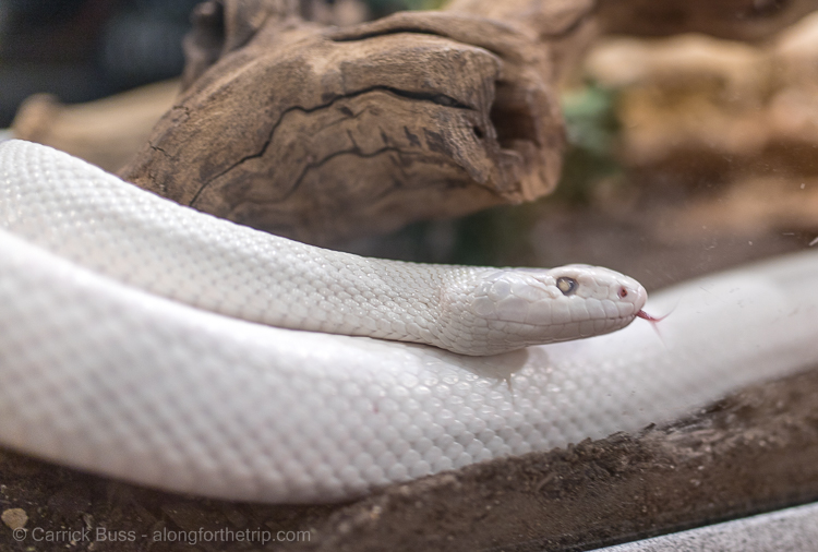 Fun Things to do in Albuquerque - visit the International Rattlesnake Museum