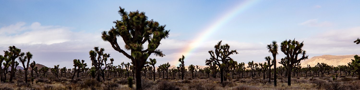 9 Incredible Things To Do in Joshua Tree National Park