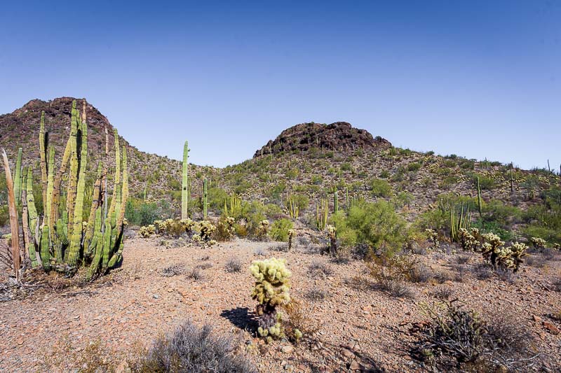 Organ Pipe Cactus National Monument AZ