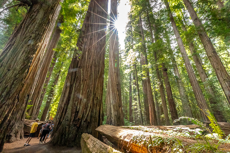 Redwood National and State Parks